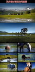 美丽野马与自然实拍视频素材