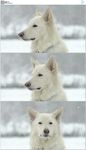 雪地中孤独的狗狗