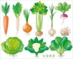 矢量蔬菜青菜萝卜胡萝卜蘑菇