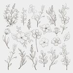 草本植物花朵树叶线条绘本