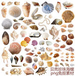 贝壳珍珠海螺素材