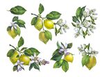北欧风梨子花卉水彩手绘分层素材