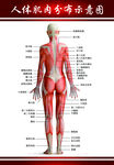 人体经络穴位图肌肉解刨中医针灸