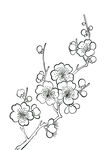 梅花線描素材