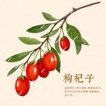 枸杞子插畫