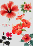 水墨水彩朱槿花素材