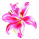 粉色斑點(diǎn)百合花特寫