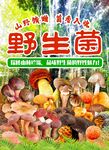 野生菌海報