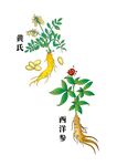 中藥材插畫  黃氏  西洋參