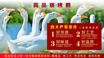 高品質(zhì)烤鵝