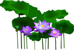 免扣荷花