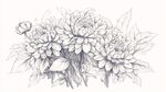 手繪菊花花卉線稿圖