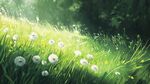 陽(yáng)光下的蒲公英草地