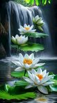 瀑布下的圣潔白蓮花