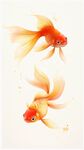 雙尾金魚靈動游弋
