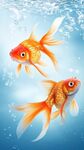 雙金魚悠游于澄澈水中