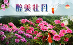 牡丹  