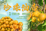 珍珠油杏