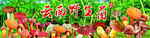 野生菌海報