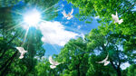 森林仰望天空