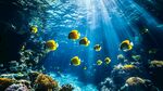 夢幻海底世界的魚群奇觀
