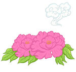 兩朵盛開的粉色牡丹花 祥云