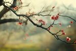 枝頭綻紅梅 春光正明媚
