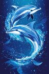 雙海豚躍動于藍色海洋