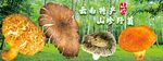 野生菌海報