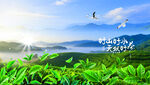 茶山