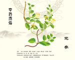 黨參