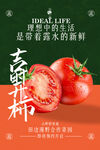 番茄水果促銷活動(dòng)海報(bào)