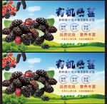 桑葚