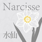 簡(jiǎn)約風(fēng)水仙花插畫