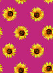 太陽花