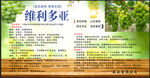 維利多亞產(chǎn)品宣傳頁(yè)
