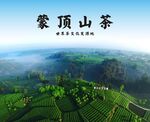 蒙頂山茶