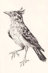 素描小鳥 獨(dú)特羽冠與姿態(tài)