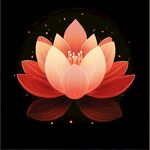 夢幻紅蓮花綻放