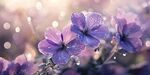 帶露紫花 夢幻自然景致