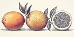 手繪柑橘類水果插畫