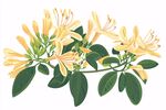 金黃金銀花枝插畫(huà)