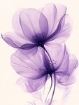 夢幻紫色透明花朵插畫