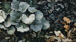 灰綠卷心菜葉片特寫