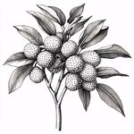 荔枝手繪插畫圖