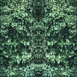 翠綠繁茂的爬藤植物墻