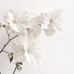 白色花卉特寫