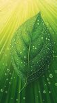 晨露綠葉 清新自然之美
