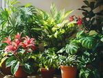 室內(nèi)多彩盆栽植物大賞