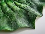 翠綠葉片的細(xì)膩紋理特寫